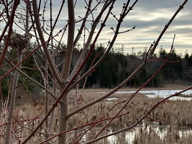 Lot #10 Ridge Road, Tenants Harbor, ME 04860
