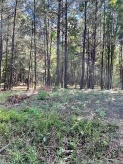 Williams Lake Rd, Pineville, LA 71360