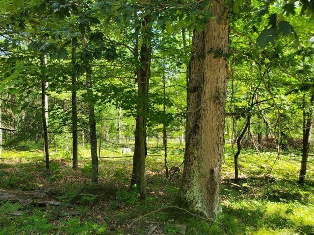 Turtle Lake Rd, Prescott, MI 48756