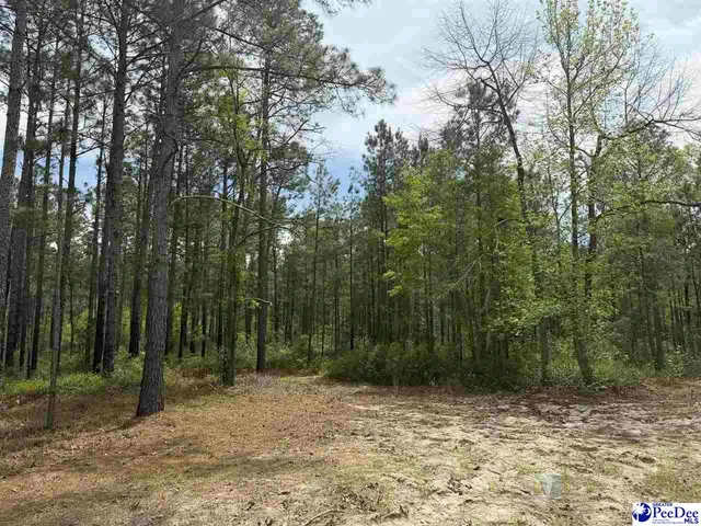 Twilight Dr, Dillon, SC 29536