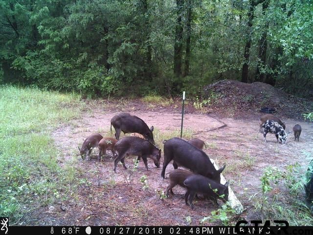 County Road 4200 Fodice Rd, Pennington, TX 75856