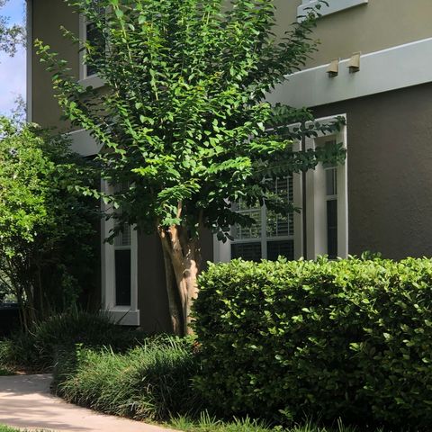 538 Climbing Ivy Ct, Apopka, FL 32712