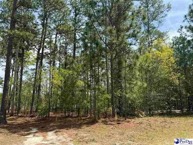 Sandbar Ct, Dillon, SC 29536