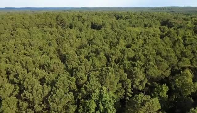 County Road 38, Ozark, AL 36360