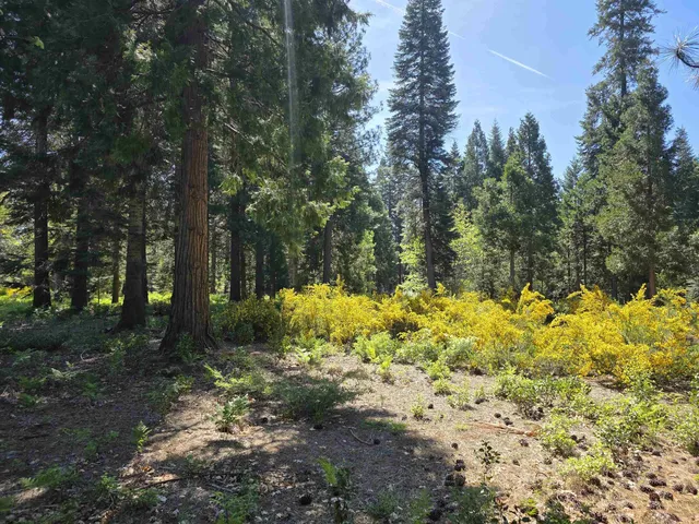 Lot 80 Panther Meadow Dr, McCloud, CA 96057