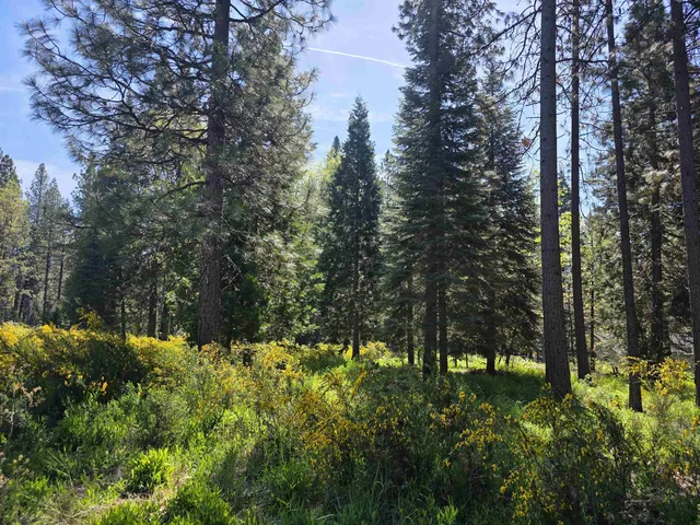 Lot 77 Panther Meadow Dr, McCloud, CA 96057