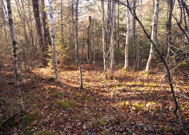 Lot 36-4 White Orchard Road, Frankfort, ME 04438