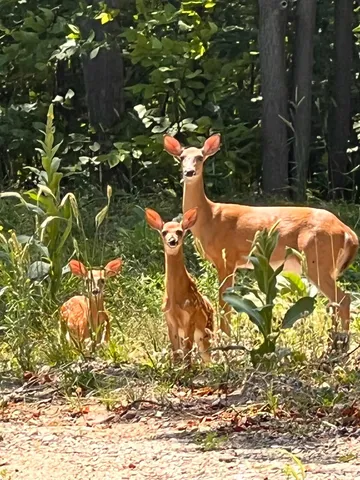3037 Deer Trl, Gaylord, MI 49735
