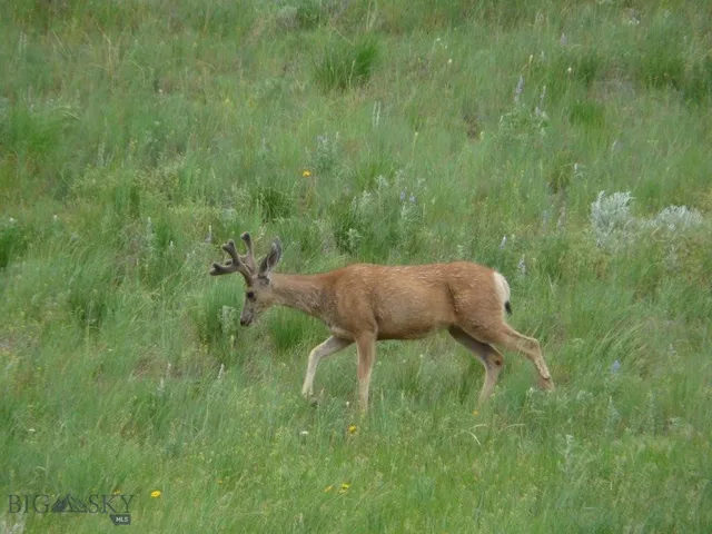 115 Red And King Gulch Rd, Laurel, MT 59044
