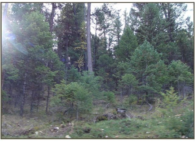 Lot 7 Whispering Pnes, Fortine, MT 59918