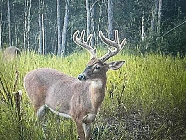 Deer Run Rd, Leakesville, MS 39451