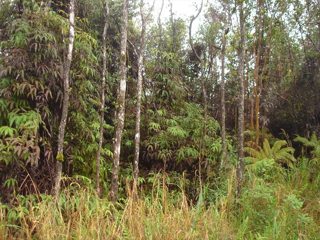 14 Omega Rd, Volcano, HI 96785 Trulia