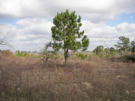 364 Ponderosa Loop, Paige, TX 78659