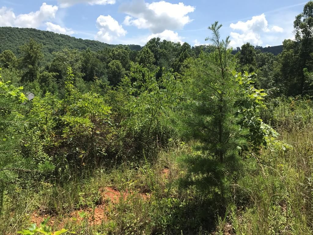 80 Ivy Bend Ln, Murphy, NC 28906 Trulia