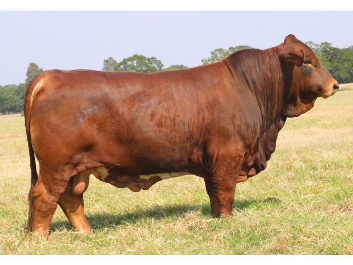 4185 E US Highway 290, Paige, TX 78659