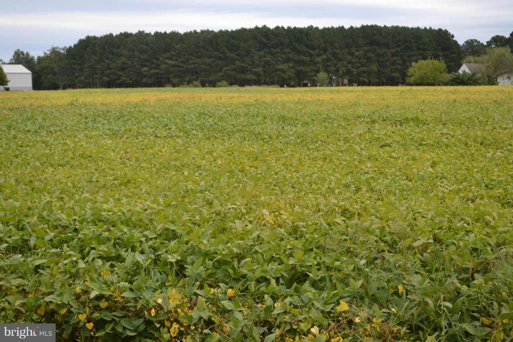 Arcadia shores Rd, Easton, MD 21601 Trulia