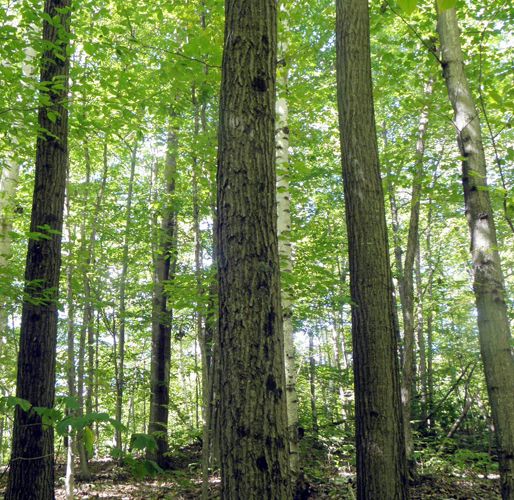 0 Dresden Hill Road, Dresden, NY 12819 Trulia