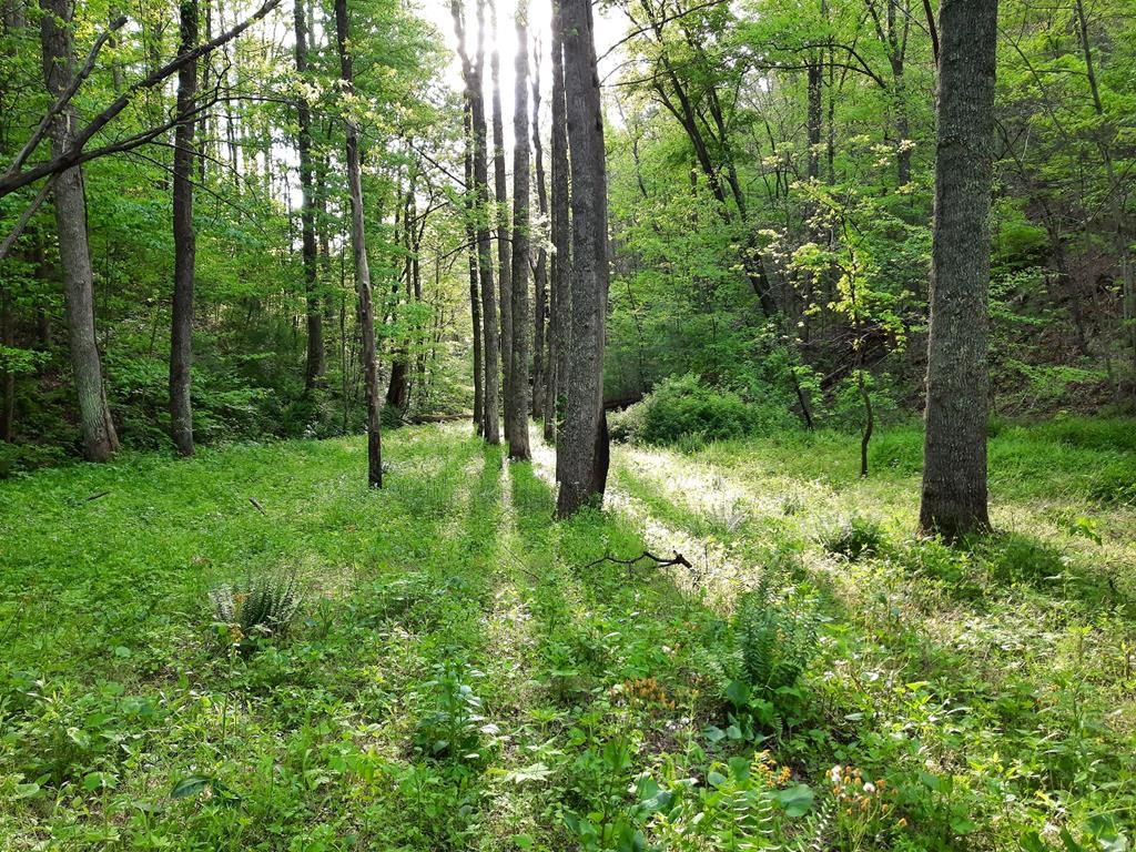 Dogwood Stand Rd, Hartford, TN 37753 Trulia