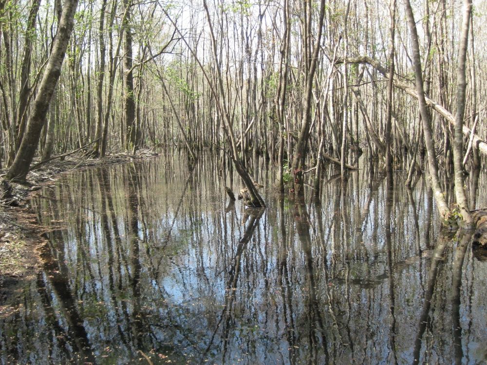 E Lynches River Rd, Lamar, SC 29069 Trulia