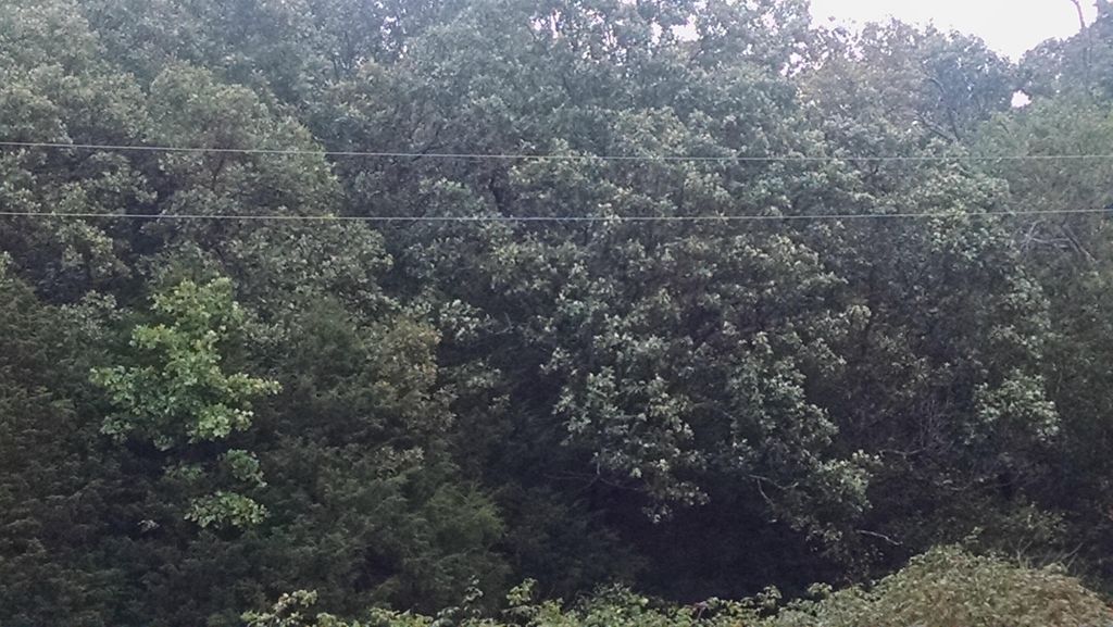 Country Farms, Marshfield, MO 65706 Trulia