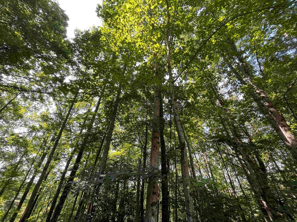 Kite Ln, Tiger, GA 30576 Trulia