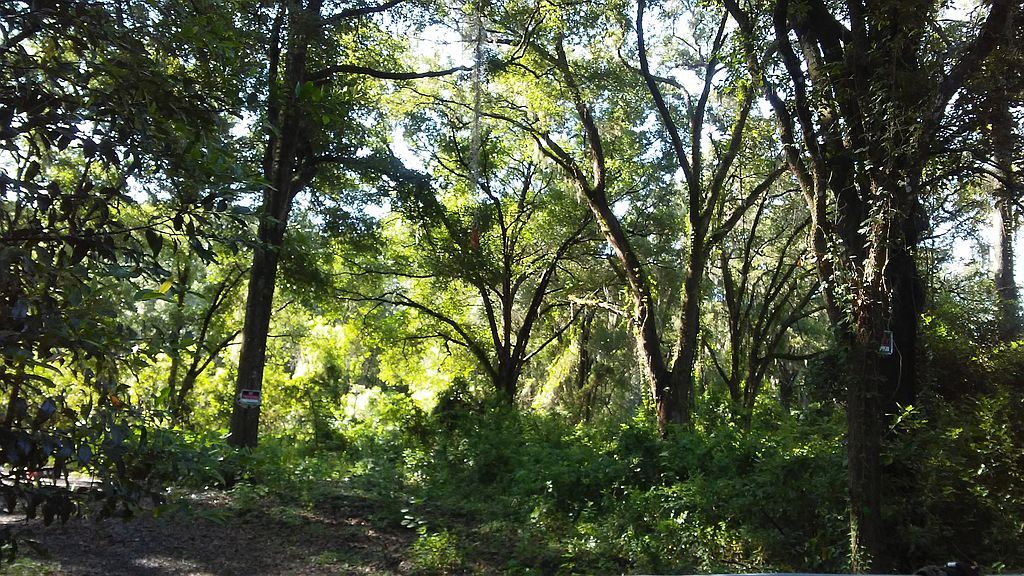 7865 N Hamilton Rd, Dunnellon, FL 34433