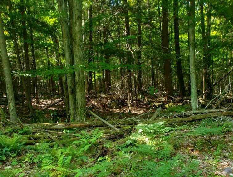 83 Green Meadows Way, Keene, NY 12942 Trulia