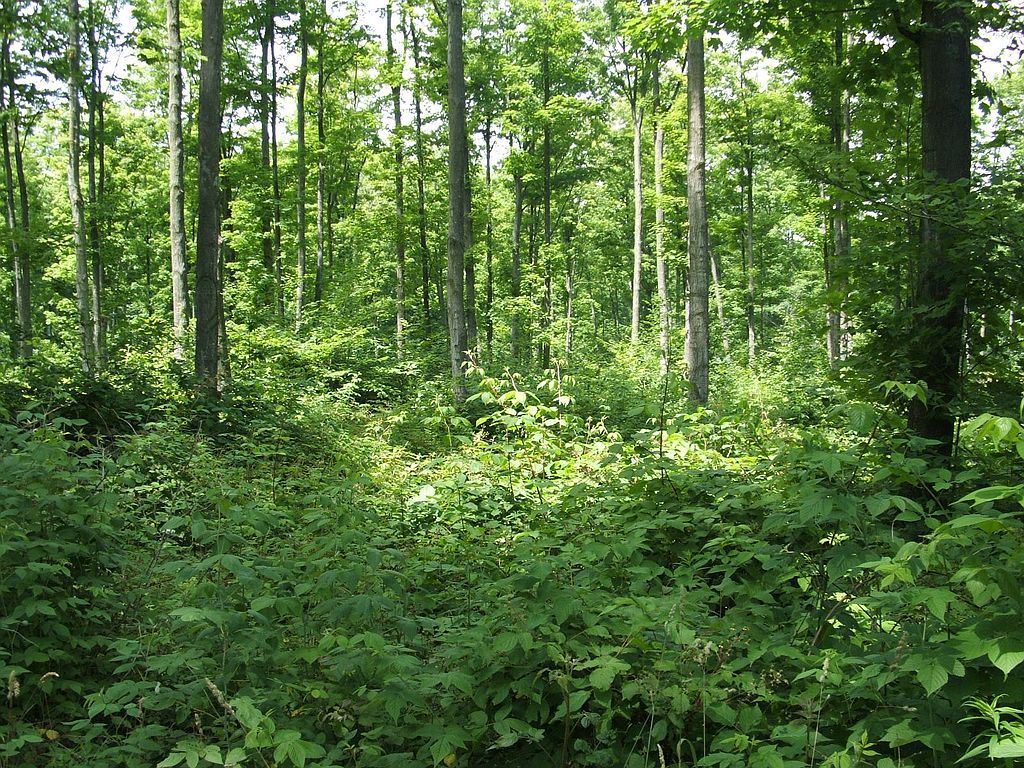 5 W Timberview Trl, Empire, MI 49630 Trulia