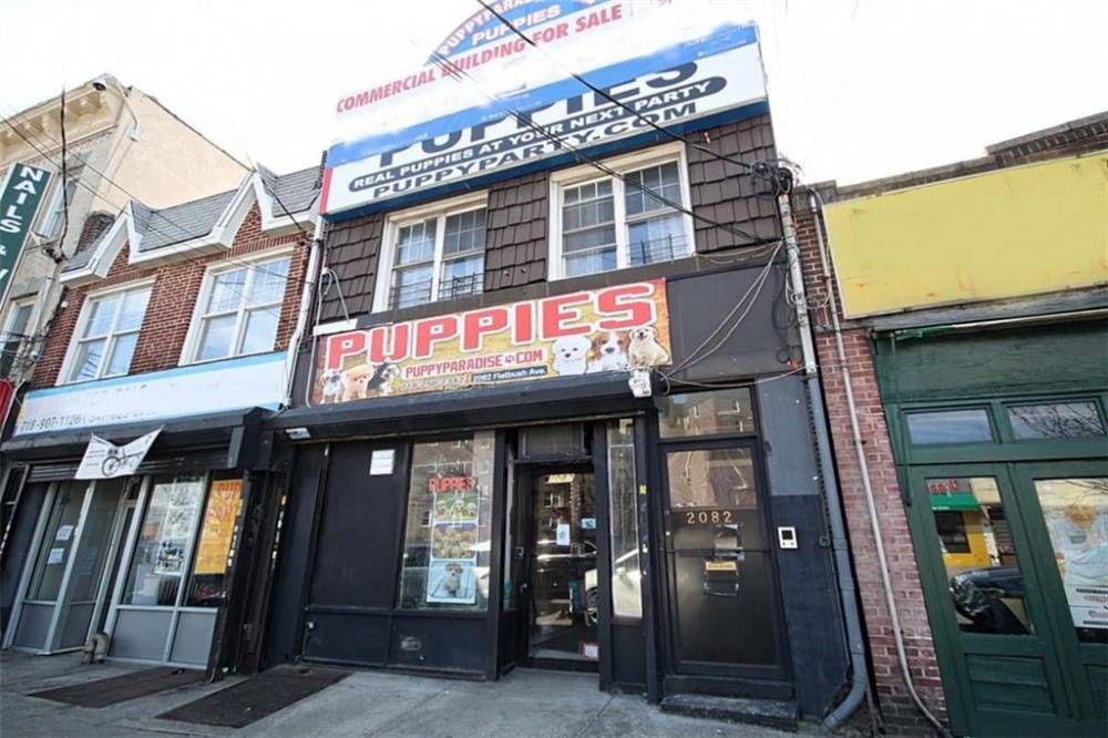 Puppy sales city brooklyn
