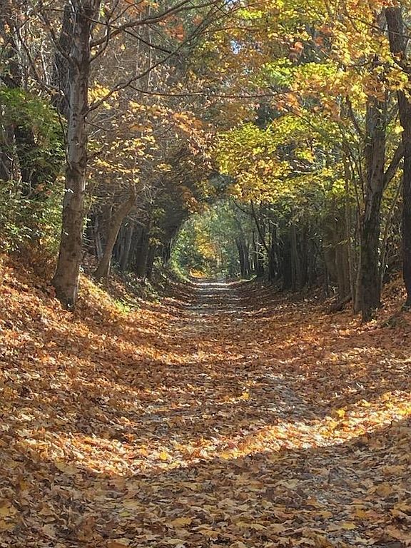 6742 Oil Well Rd, Glasgow, KY 42141 Trulia