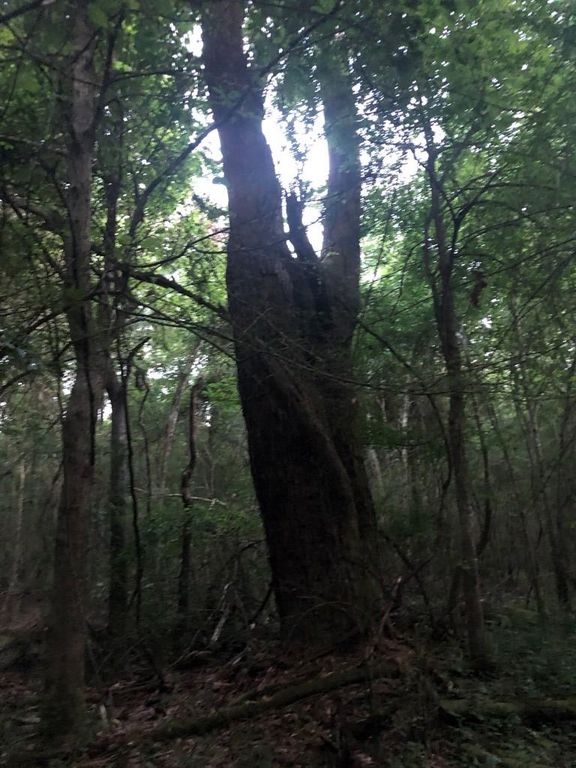 SW Jackson Liberty Dr, Smithdale, MS 39664