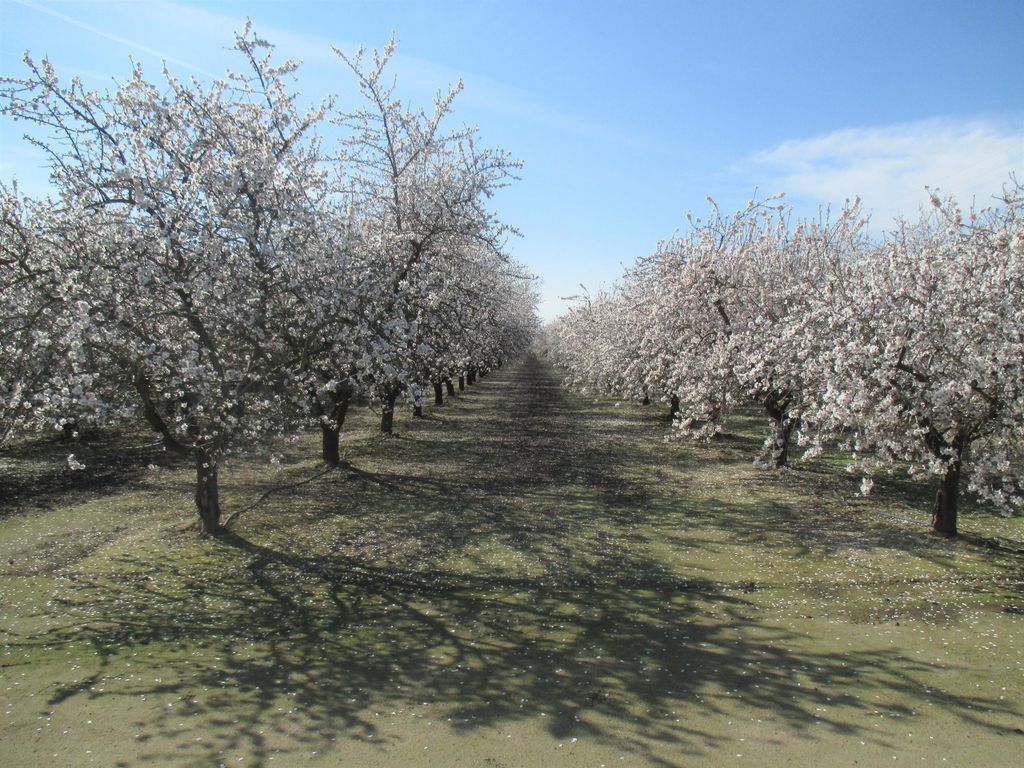 Road 136, Pixley, CA 93256 MLS 214168 Trulia