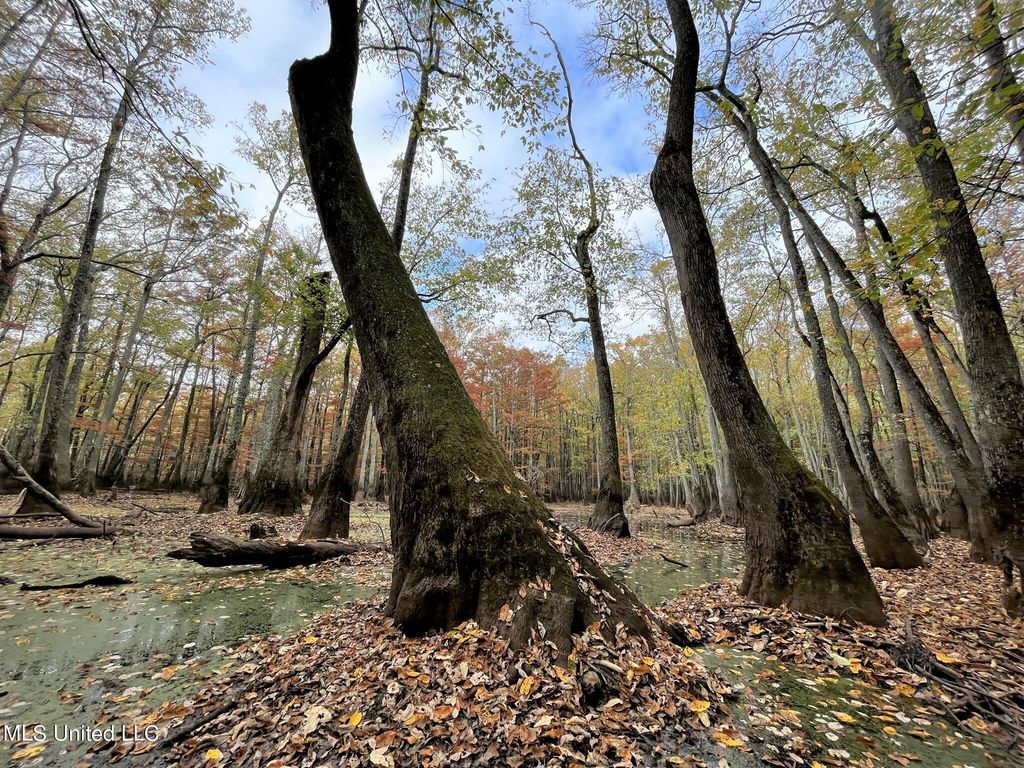 County Road 515, Schlater, MS 38952 Trulia