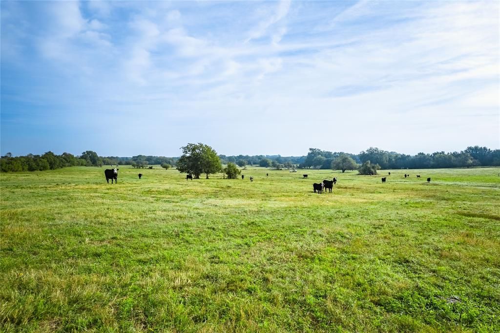 4400 Janner Kuecker Ln, Brenham, TX 77833