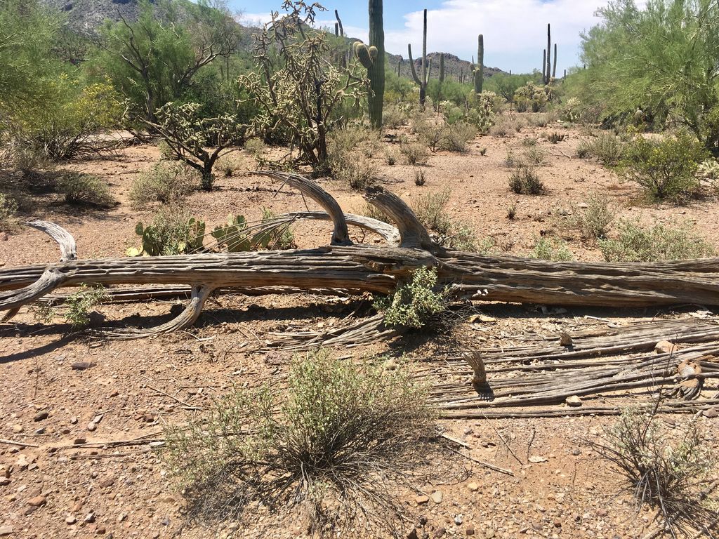 7490 W Ina Rd, Tucson, AZ - Lot/Land - 56 Photos | Trulia