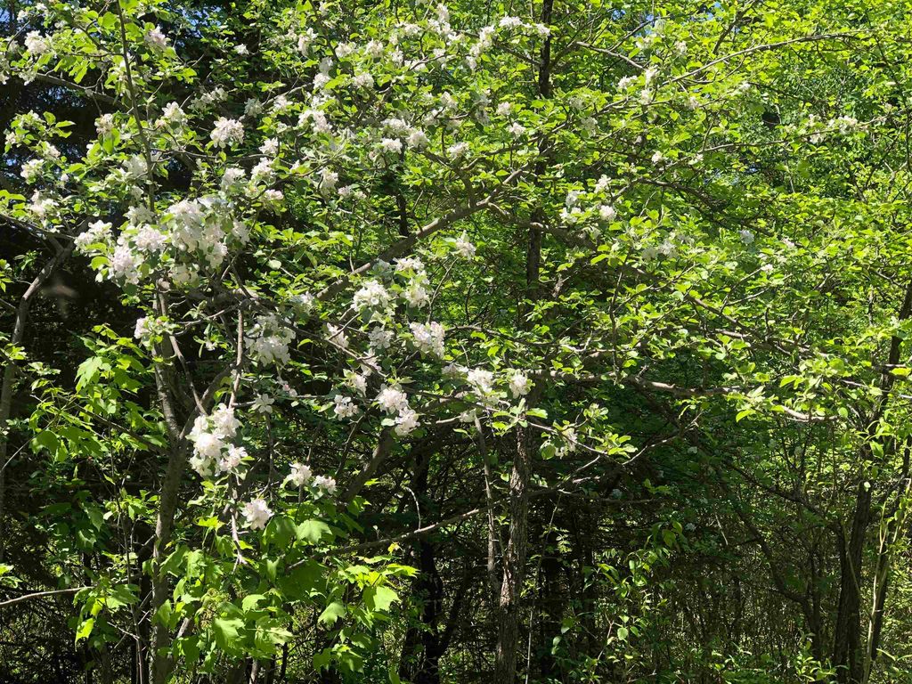 0000 Flagg Pond Road, Greensboro Bend, VT 05842 Trulia