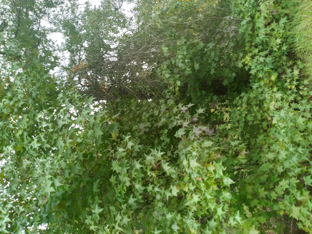 Goose Hollow Rd, Dawson, GA 39842 Trulia