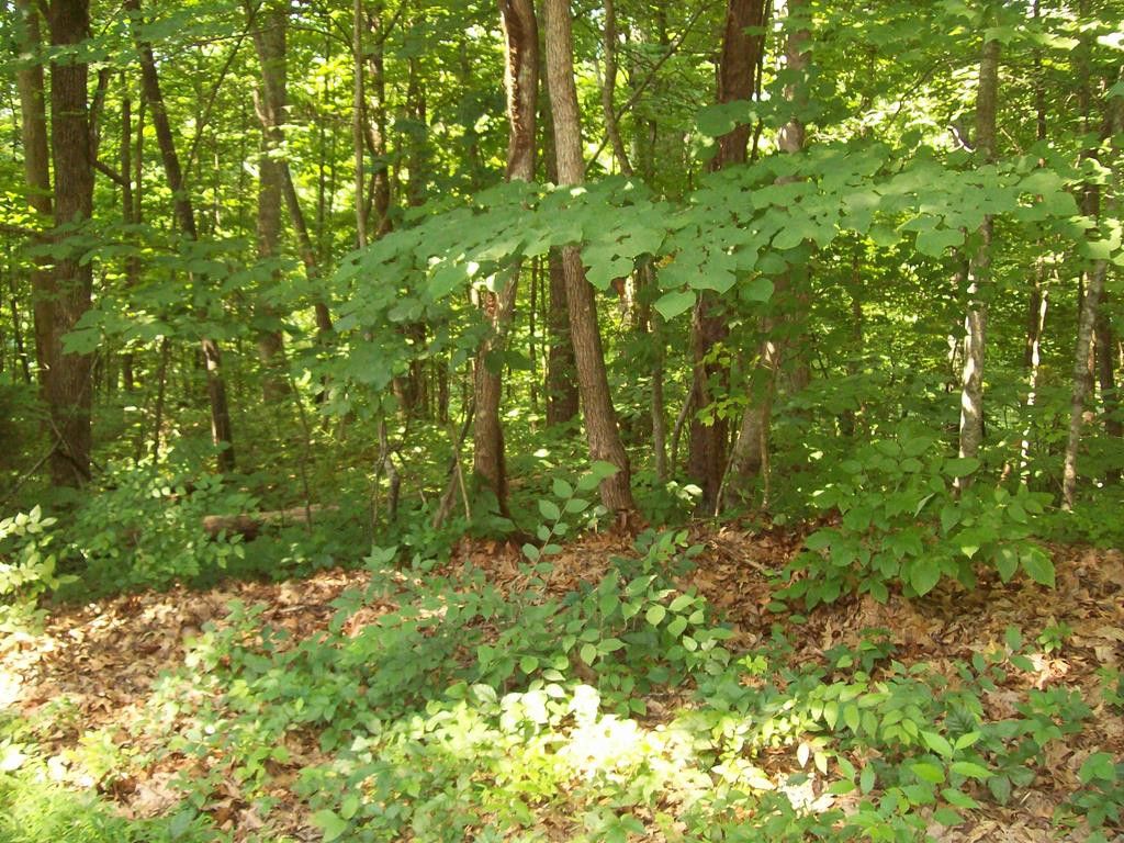 Dr, Sneedville, TN 37869 Trulia