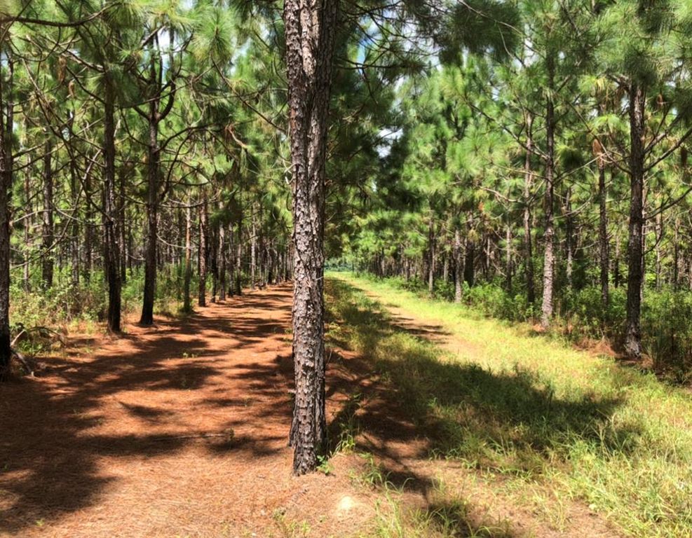 Old Coffee Rd, Barney, GA 31625 Trulia