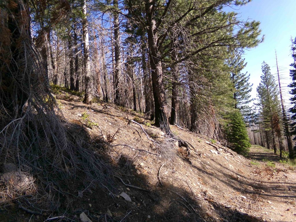 Xox 43N33 Weed CA 96094 MLS - B81fdd8949c4f8d16fef200d9f43f470 Full 