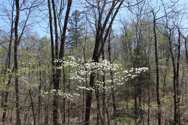 201 Piedmont Ave, Piedmont, MO 63957
