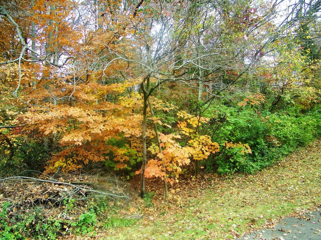 1205 Sharondale Ave, Kingsport, TN 37660 Lot/Land MLS