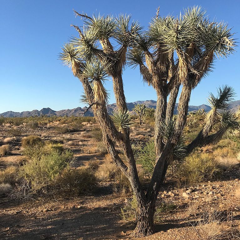 Martin Dr, Yucca, AZ 86438 Trulia