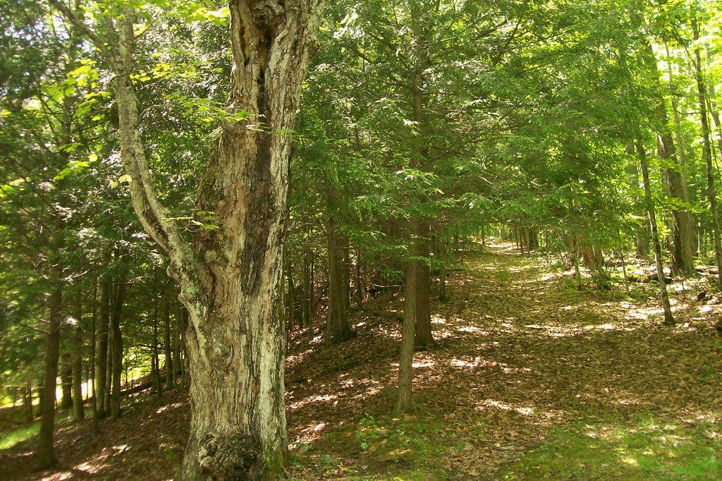 Molly Nye Road, Keene, NY 12942 Trulia