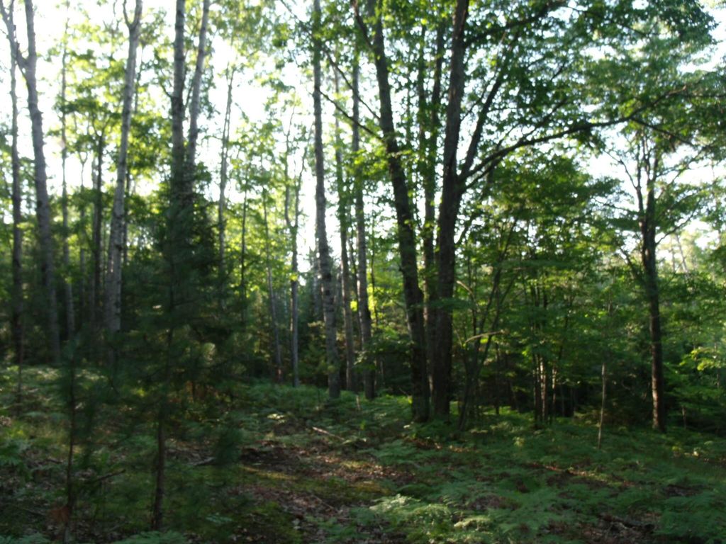 Black Mountain Rd, Onaway, MI 49765 Trulia