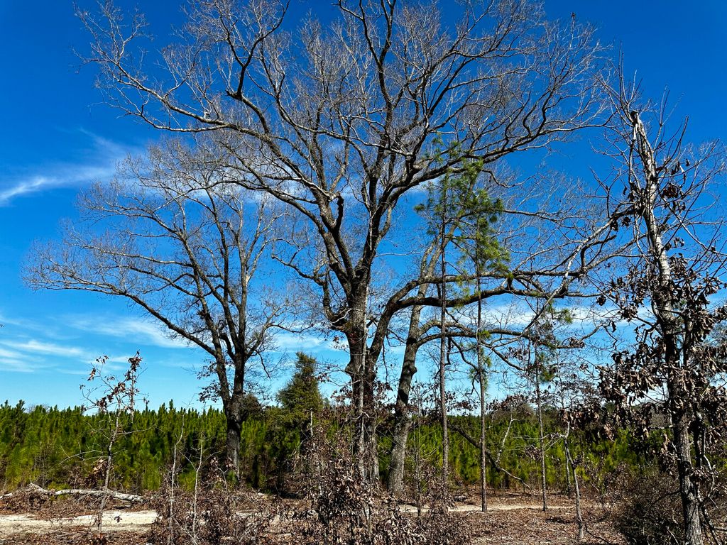 Tree Nursery Rd, Davisboro, GA 31018 Trulia