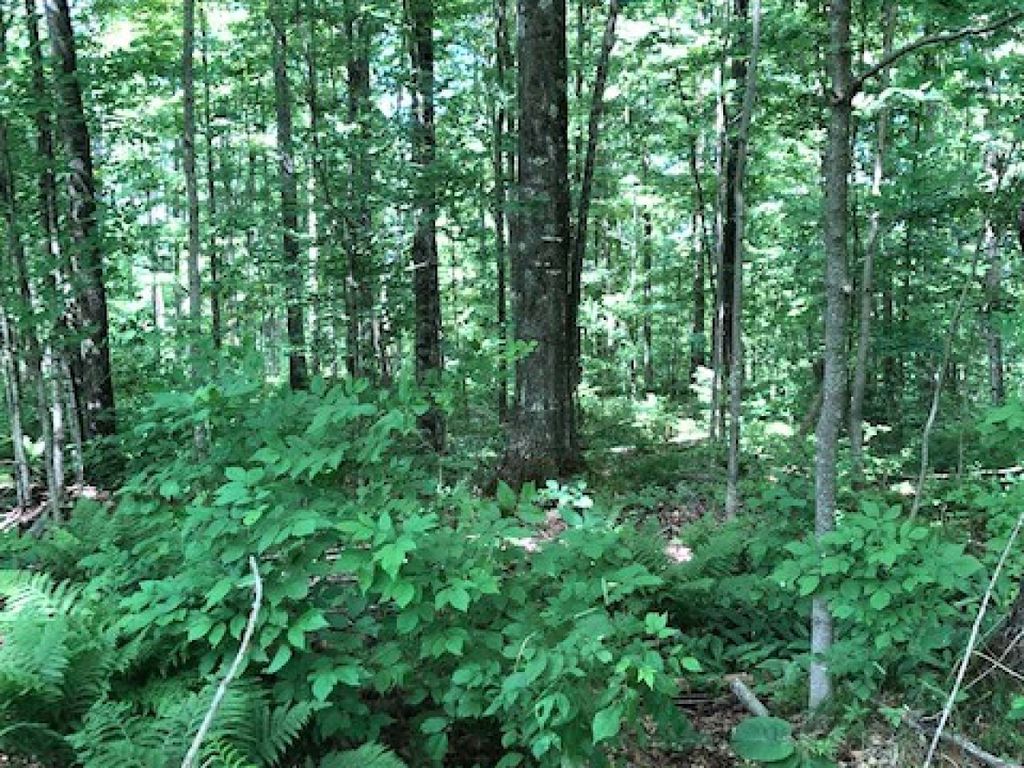 40 Acres Hwy 52, Milladore, WI 54454 Trulia