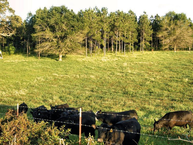 1007 Purvis To Columbia Rd, Purvis, MS 39475 Trulia