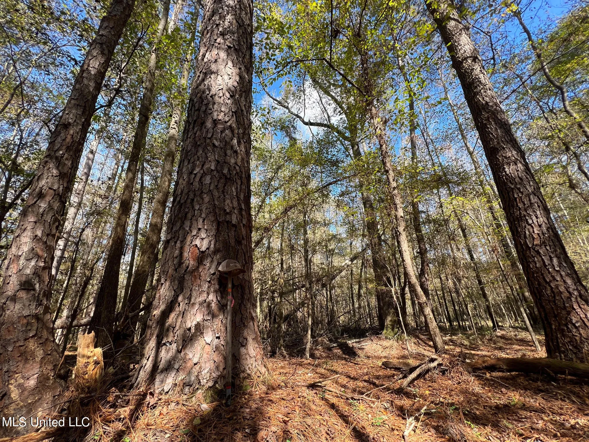 Highway 500, Lena, MS 39094 | MLS# 4040209 | Trulia