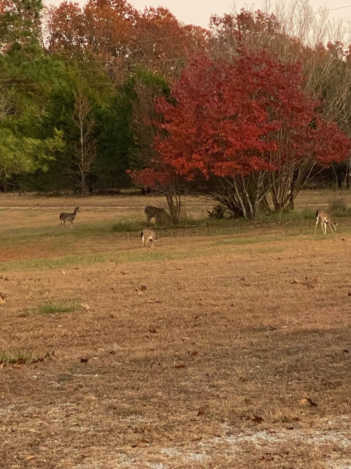 61 County Road 607C 1, Pontiac, MO 65729 MLS 11223103 Trulia